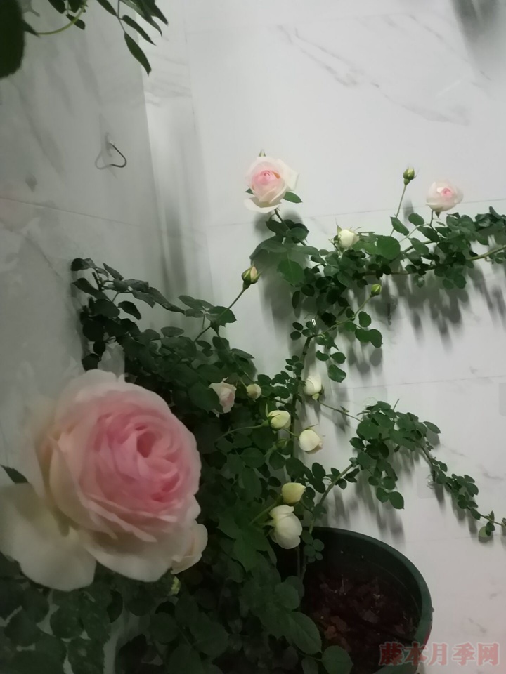 陽臺(tái)種植龍沙寶石花墻試驗(yàn)