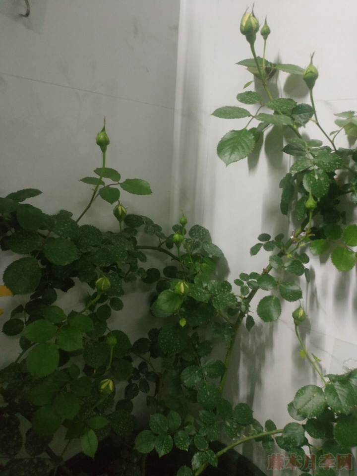 陽臺(tái)種植龍沙寶石花墻試驗(yàn)