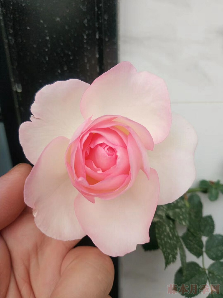 陽臺(tái)種植龍沙寶石花墻試驗(yàn)