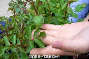 葉片卷曲、燒焦是怎么回事，如何挽救？