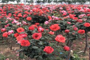 2023年大規(guī)格樹狀月季價格，樹狀月季價格多少錢一顆