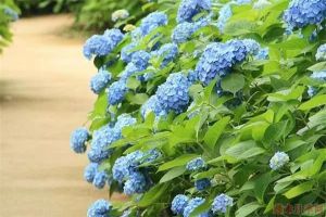 繡球?yàn)槭裁床荒苜I老樁？