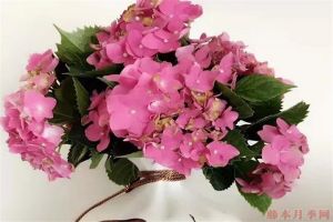 繡球花玫紅媽媽可以調(diào)色嗎？
