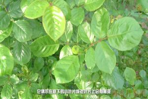 月季抗病性排行榜，分為幾個等級