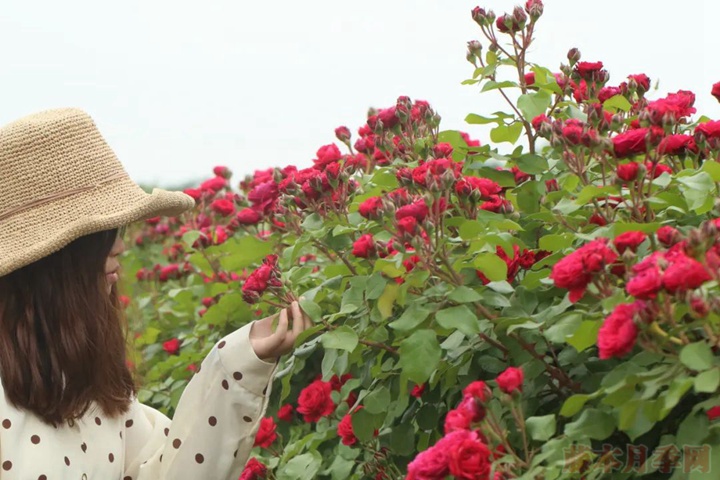 1588387986420338.jpg 紅色達(dá)芬奇.jpg