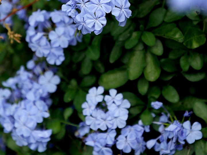 藍雪花