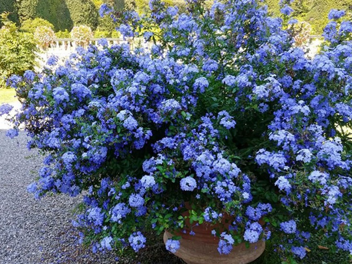 藍(lán)雪花