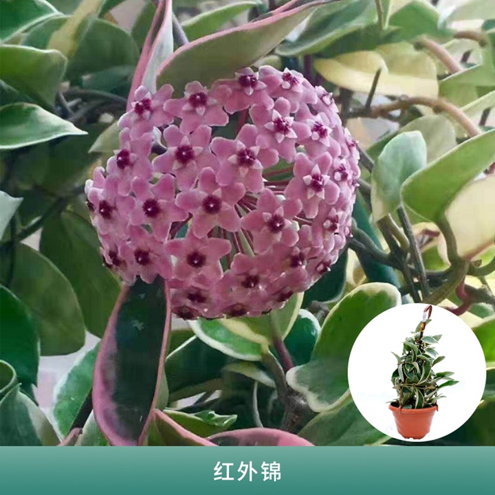 球蘭