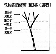 第三類修剪方式（強剪）： 強度修剪，保留2至3對芽的高度 （約20-50厘米）。