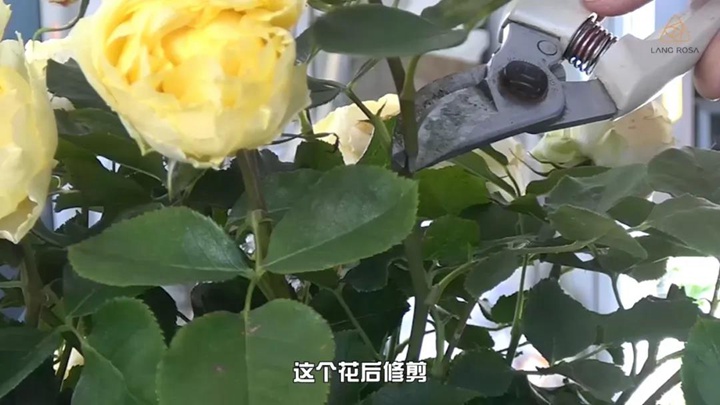 6月白粉病,黑斑病,紅蜘蛛高發(fā)期，如何來(lái)進(jìn)行防治？