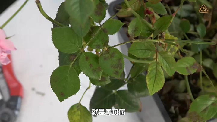 6月白粉病,黑斑病,紅蜘蛛高發(fā)期，如何來(lái)進(jìn)行防治？
