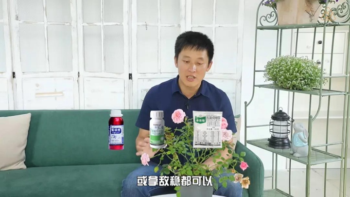 6月白粉病,黑斑病,紅蜘蛛高發(fā)期，如何來(lái)進(jìn)行防治？