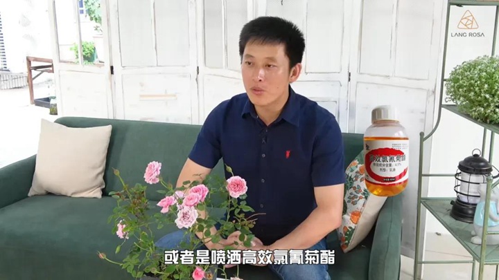 6月白粉病,黑斑病,紅蜘蛛高發(fā)期，如何來(lái)進(jìn)行防治？