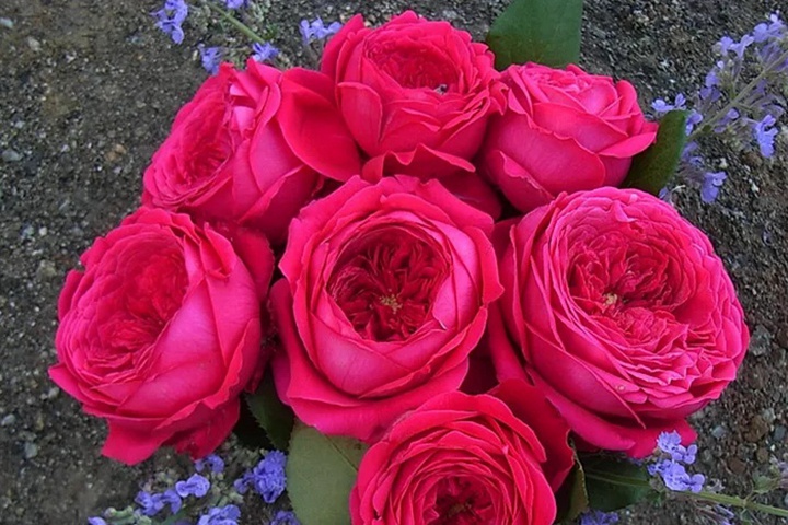 雙人芭蕾