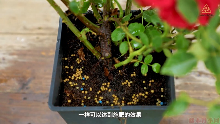 梅雨季節(jié)月季養(yǎng)護(hù)需要注意些什么？