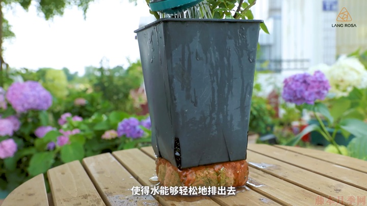 梅雨季節(jié)月季養(yǎng)護(hù)需要注意些什么？