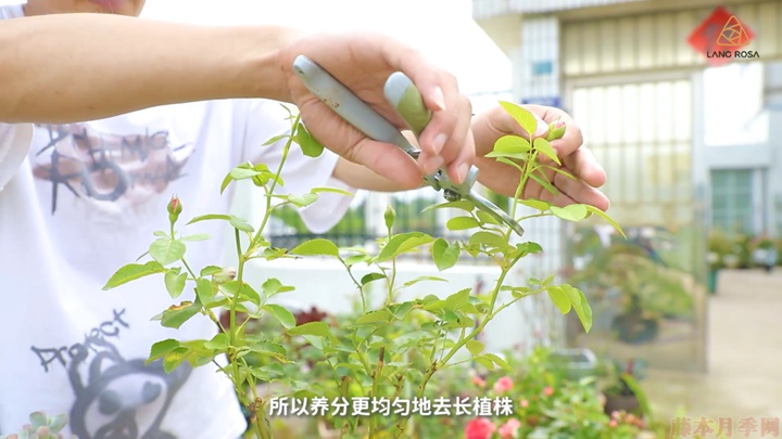 梅雨季節(jié)月季養(yǎng)護(hù)需要注意些什么？