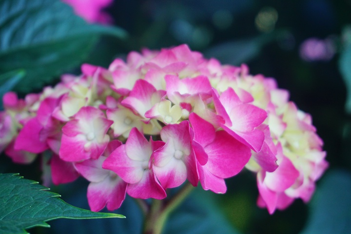 園藝小白養(yǎng)花過(guò)程中走過(guò)的那些彎路