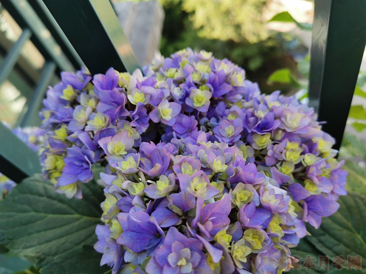 園藝小白養(yǎng)花過(guò)程中走過(guò)的那些彎路