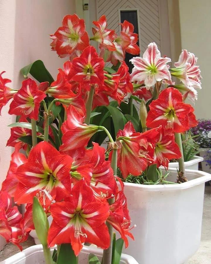 適合花園種植的球根植物都有哪些？
