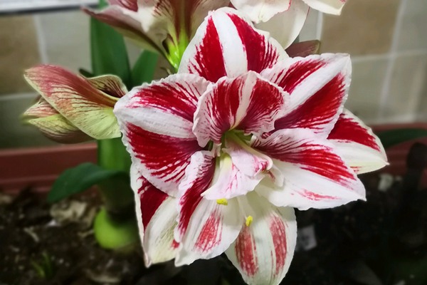 朱頂紅