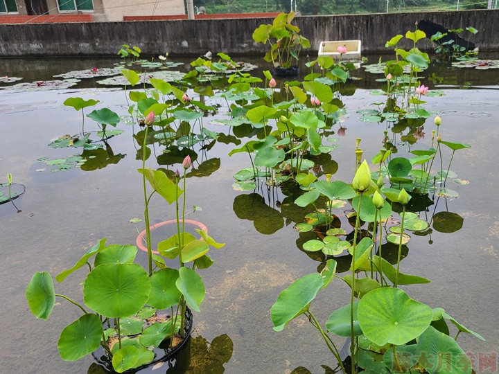 碗蓮為什么不開(kāi)花，碗蓮不開(kāi)花的原因有哪些？