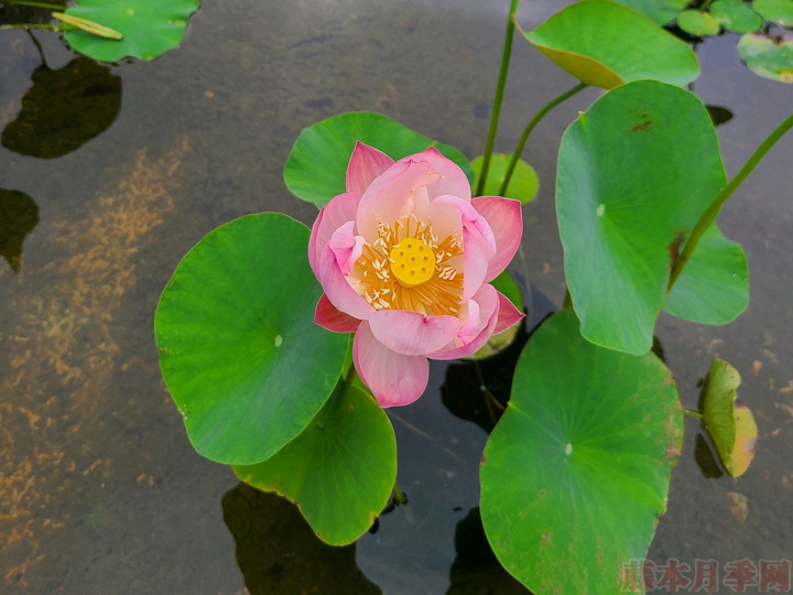 碗蓮為什么不開(kāi)花，碗蓮不開(kāi)花的原因有哪些？
