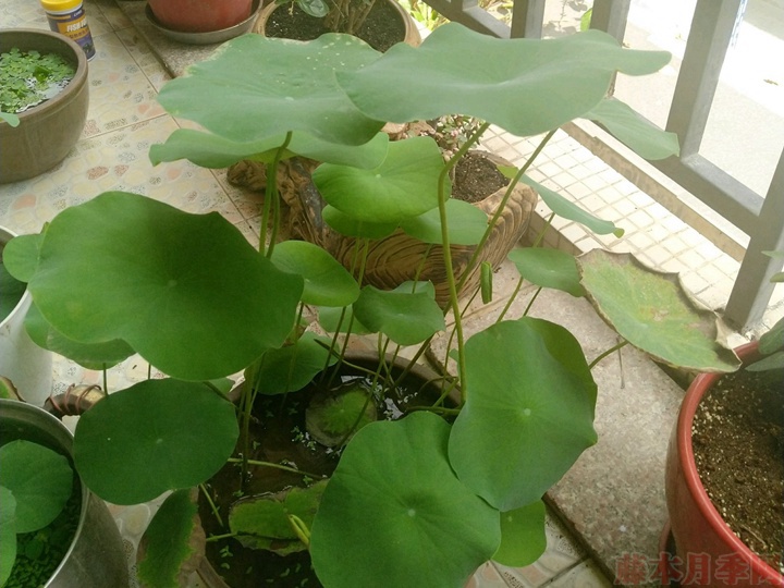 碗蓮為什么不開(kāi)花，碗蓮不開(kāi)花的原因有哪些？