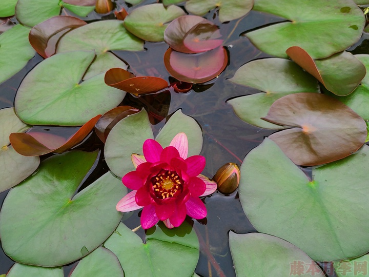 碗蓮為什么不開(kāi)花，碗蓮不開(kāi)花的原因有哪些？