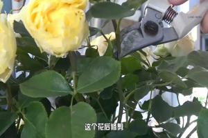 6月白粉病,黑斑病,紅蜘蛛高發(fā)期，如何來進行防治？