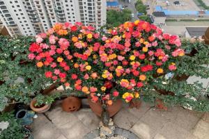 藤彩虹花墻，從春一直盛放到冬季