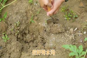 梅雨季節(jié)月季養(yǎng)護(hù)需要注意些什么？