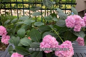 雨后繡球倒伏怎么辦？