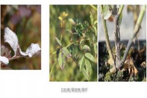 月季生多種病，可以混用農(nóng)藥嗎？