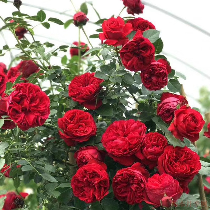 藤本月季為什么不肯開(kāi)花？