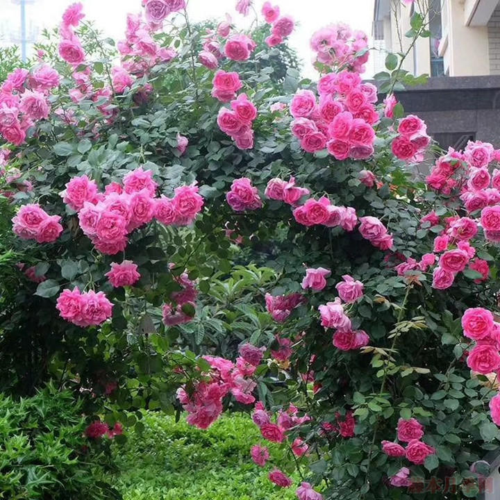 藤本月季為什么不肯開(kāi)花？