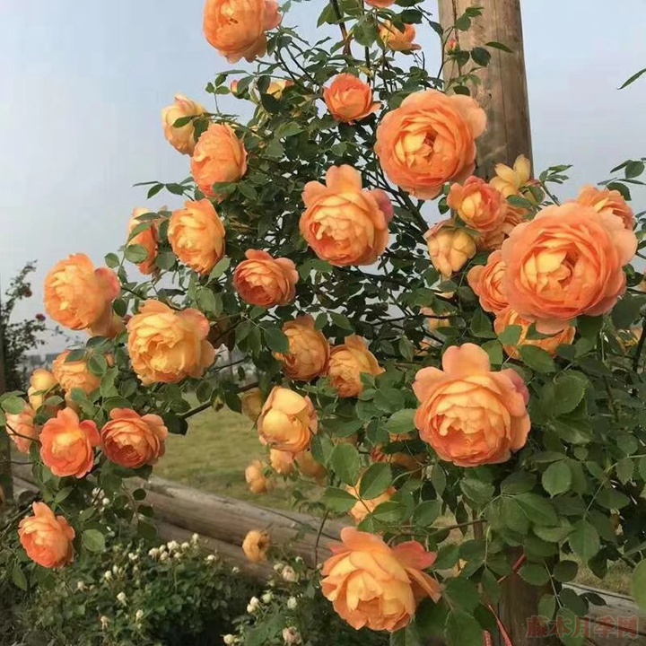 藤本月季為什么不肯開(kāi)花？