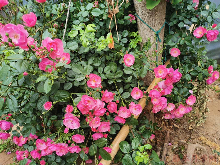 月季花怎么能開更多的花？