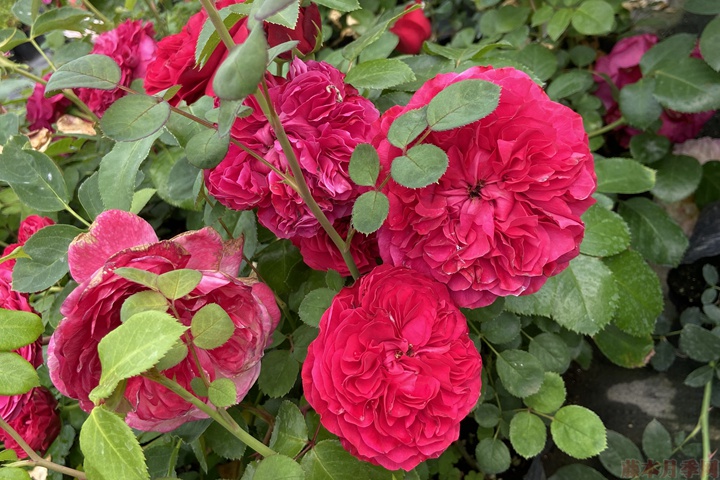 月季花怎么能開更多的花？
