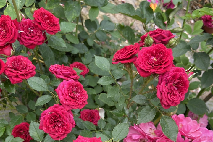 月季花怎么能開更多的花？
