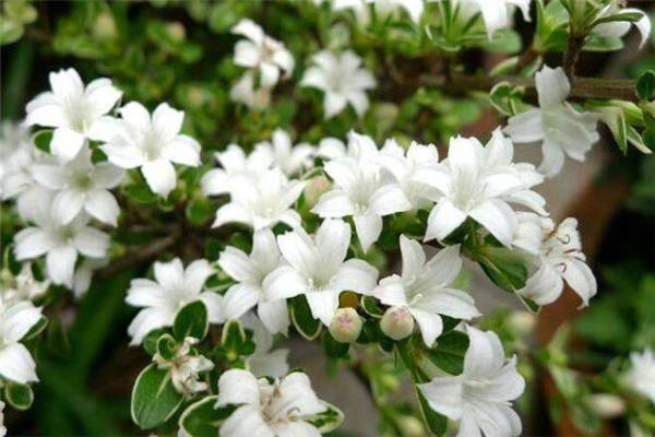 六月雪什么時(shí)候開(kāi)花(六月雪花期)