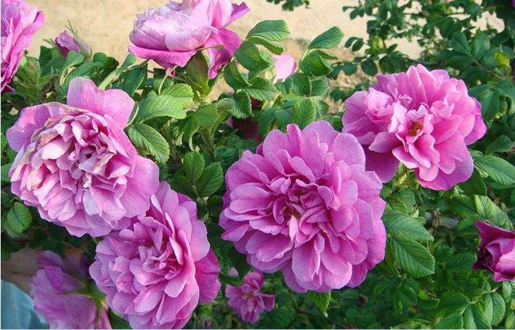 玫瑰長芽又蔫后還能活嗎？