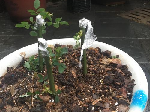 薔薇幾月份扦插好，如何提高成活率