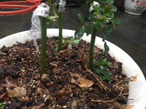 薔薇幾月份扦插好，如何提高成活率