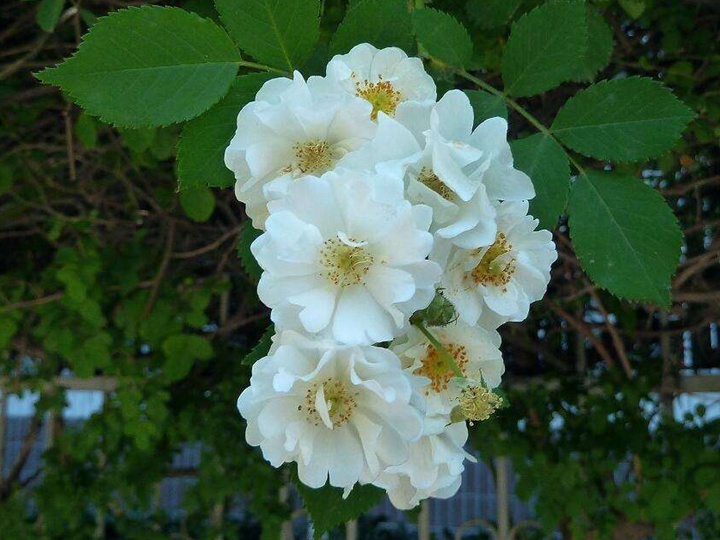 薔薇花需要多大的花盆種植