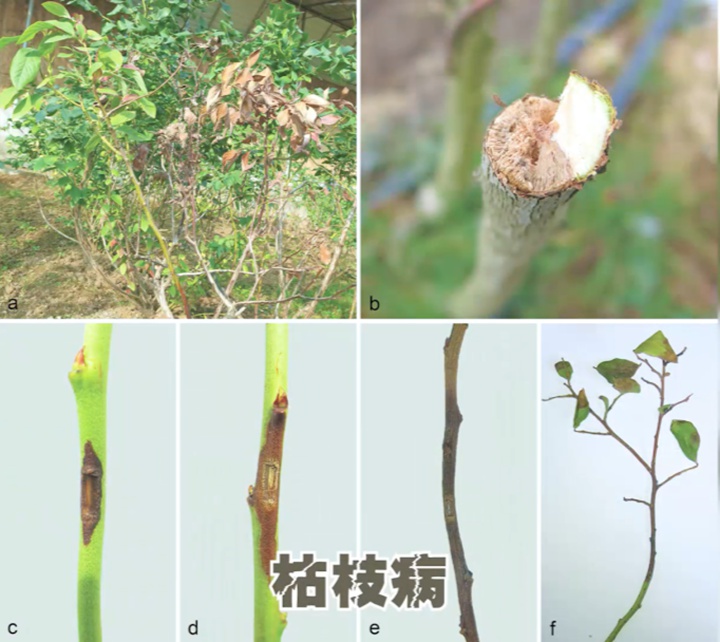 月季如何安全度過高溫又多雨的夏季