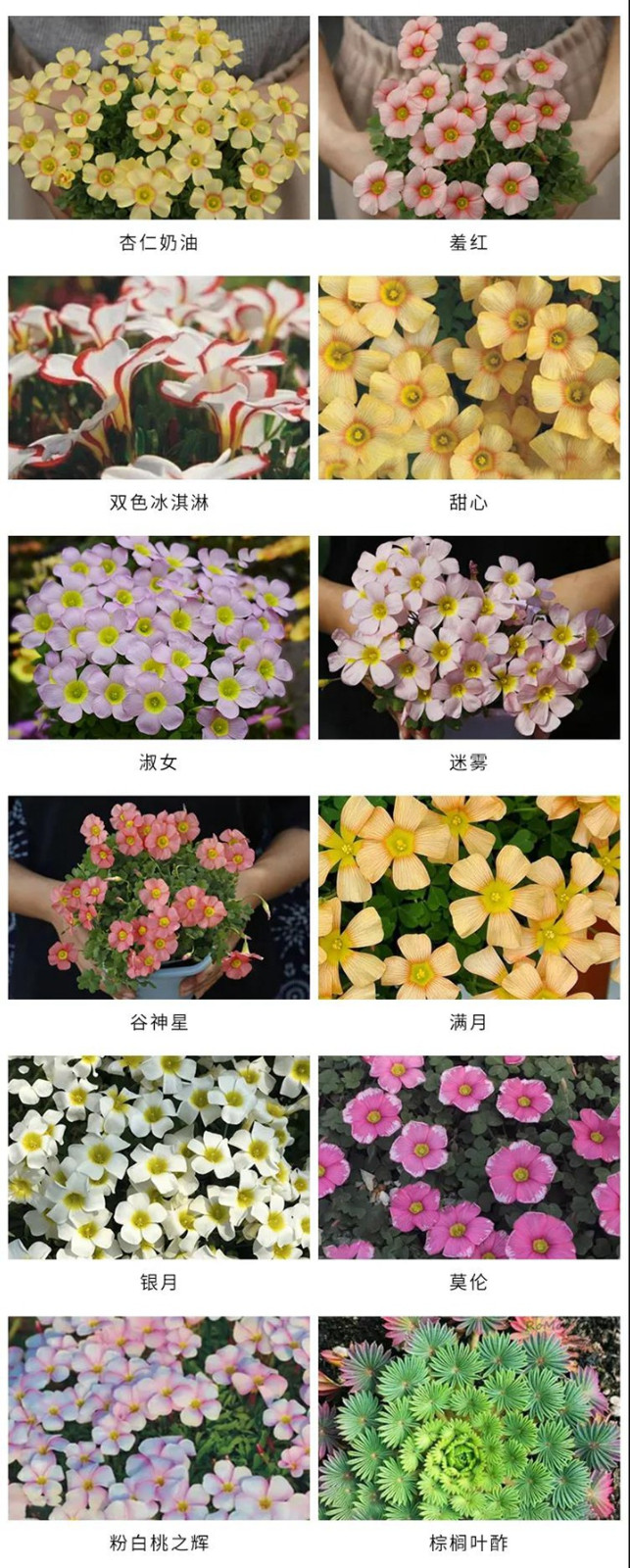 8款花園球根花卉推薦 8款花園球根花卉推薦