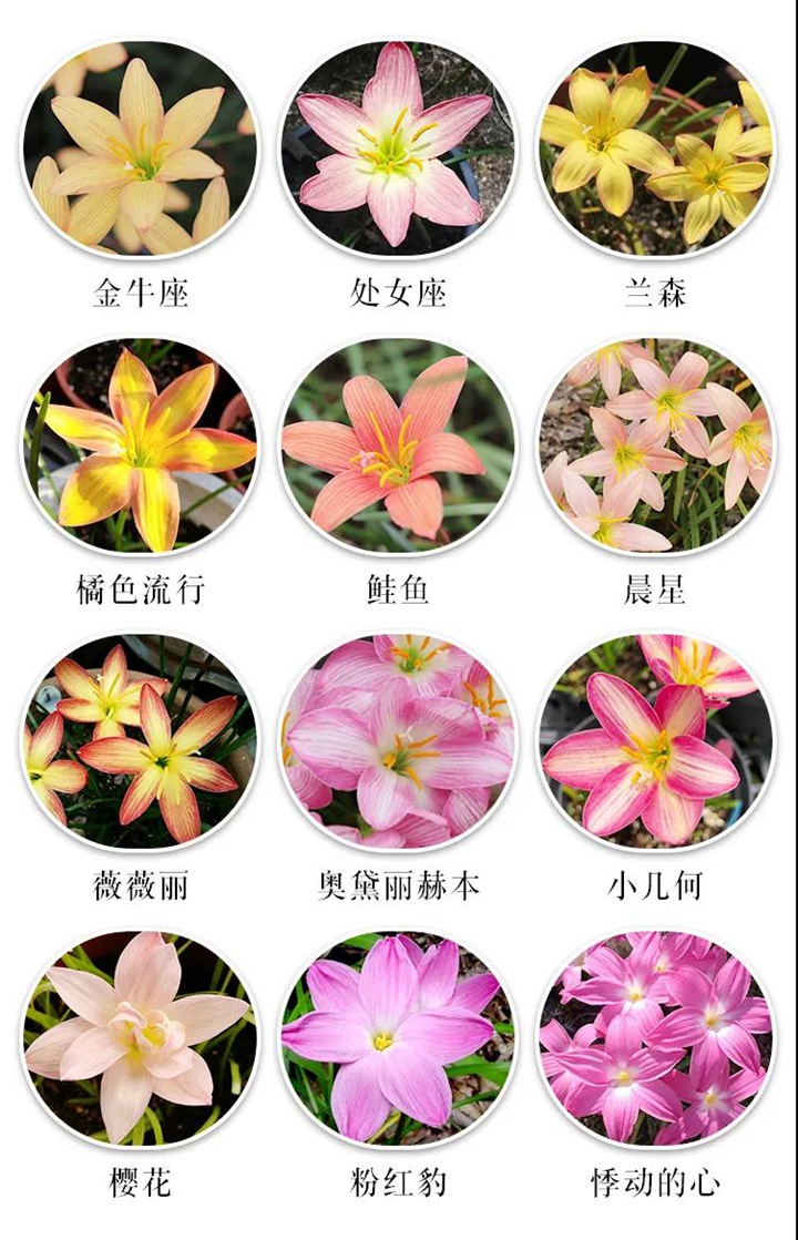 8款花園球根花卉推薦 8款花園球根花卉推薦