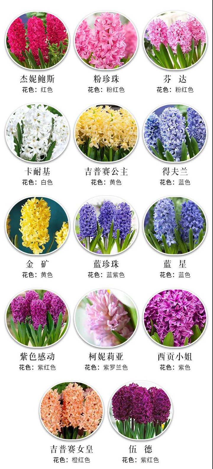 8款花園球根花卉推薦 8款花園球根花卉推薦