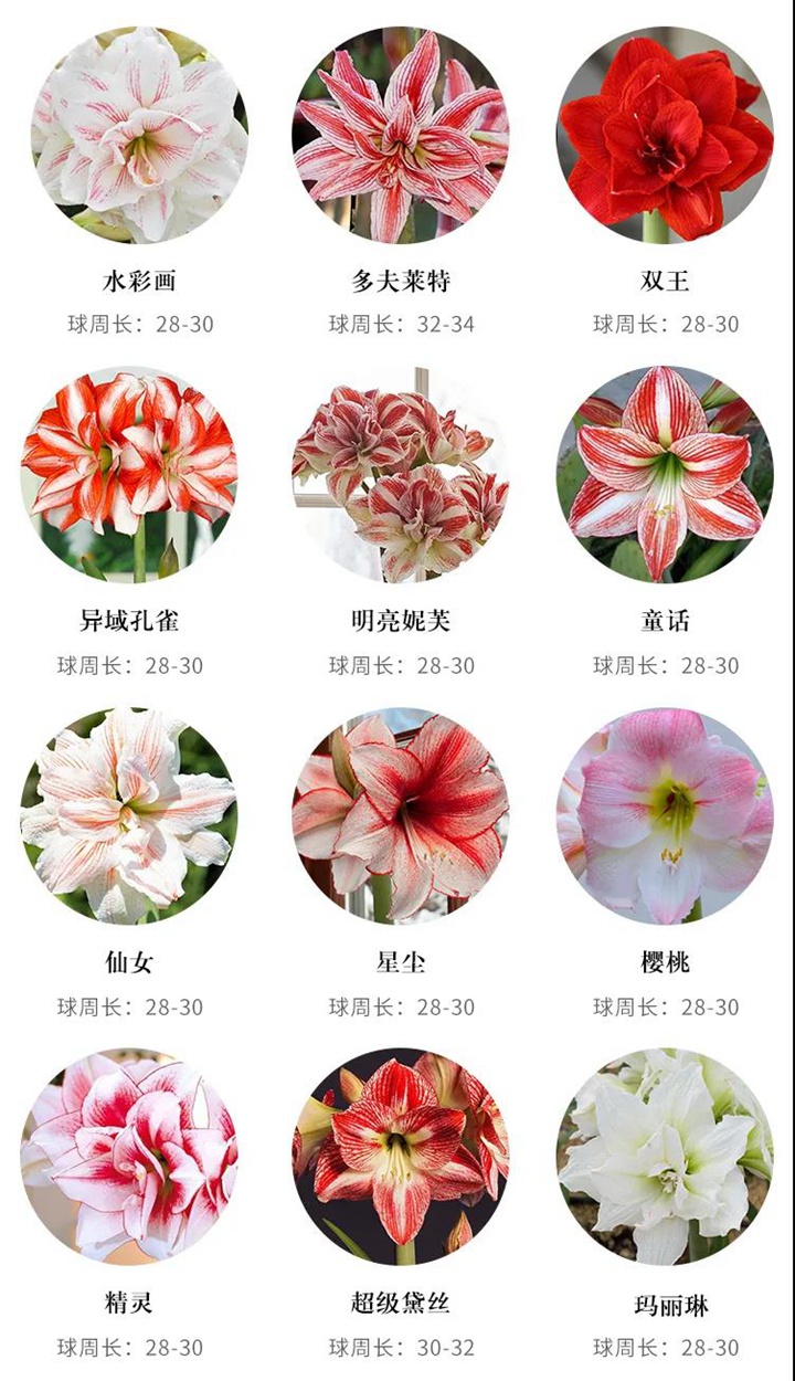 8款花園球根花卉推薦 8款花園球根花卉推薦